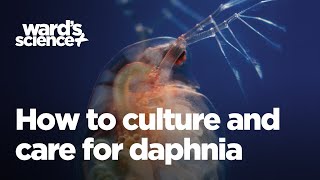 Caring and Culturing for Daphnia [upl. by Eiralc]