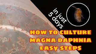 How to Culture Magna Daphnia Easily [upl. by Ahsinak]