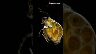 How to culture Daphnia for your Aquarium [upl. by Aihsenrad547]