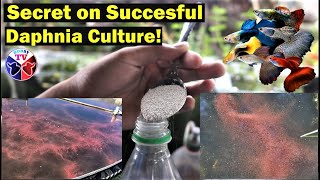 How to Culture Daphnia Successfully [upl. by Nylaret991]