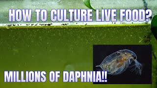 How to Culture Daphnia Secret Method to Breed MILLIONS  Simply Aquatic [upl. by Sidoeht]