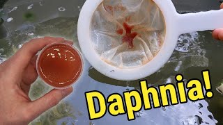 How I Culture Daphnia In Outdoor Tubs [upl. by Nylaf]