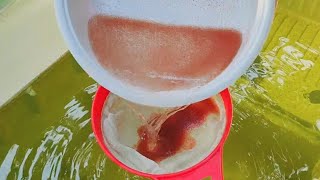 How to culture daphnia  Daphnia culture  How to grow daphnia outdoor [upl. by Ayatnwahs619]