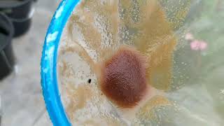 How to culture daphnia moina in a small container Part 1 English Subtitle [upl. by Brause]