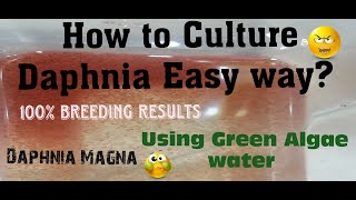 Daphnia MagnaHow to Culture Daphnia Easy wayCulturing Daphnia using Green water Daphnia [upl. by Roxane860]