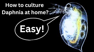 BEST Live Fish Food Beginner guide How to Culture Daphnia at home [upl. by Rosalind]