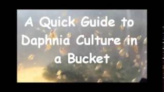 How to culture daphnia outside [upl. by Eicul519]