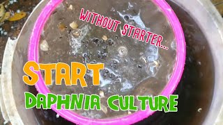 How to culture daphnia moina the easy way 1  Starting the Daphnia culture [upl. by Ayomat]