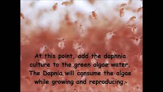 Daphnia  How to grow daphnia in your home [upl. by Ulyram137]