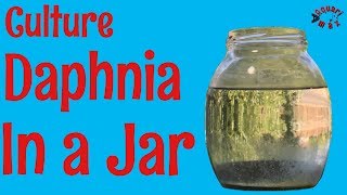 How to Culture Daphnia in a Jar [upl. by Allanson766]