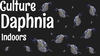 How to Culture Daphnia [upl. by Marleah]