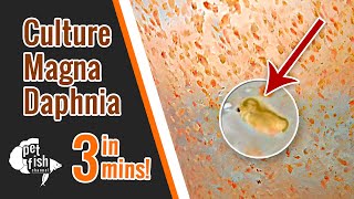 How to culture DAPHNIA MAGNA  The easy way [upl. by Nosduj492]