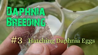 Daphnia Culture made simple and easy 3  Hatching Daphnia eggs [upl. by Nader]