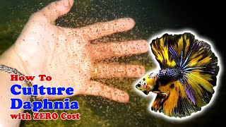 How to Culture Daphnia with ZERO Cost  Unlimited Live Food For Our Fish [upl. by Mazman]