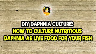 DIY Daphnia Culture How to Culture Nutritious Daphnia as Live Food for Your Fish [upl. by Yuk]