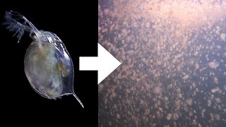 How I Culture Daphnia [upl. by Eelymmij]