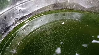 DAPHNIA MOINA CULTURE IN A SMALL BUCKET [upl. by Egiedan]