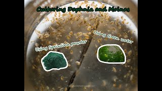 How To Culture Daphnia and Moinas using Green Water Spirulina powder [upl. by Birmingham]