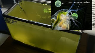 Raising Daphnia for the Freshwater Aquarium [upl. by Yttik]