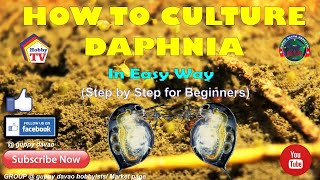 HOW TO CULTURE DAPHNIA In Easy Way [upl. by Demb]